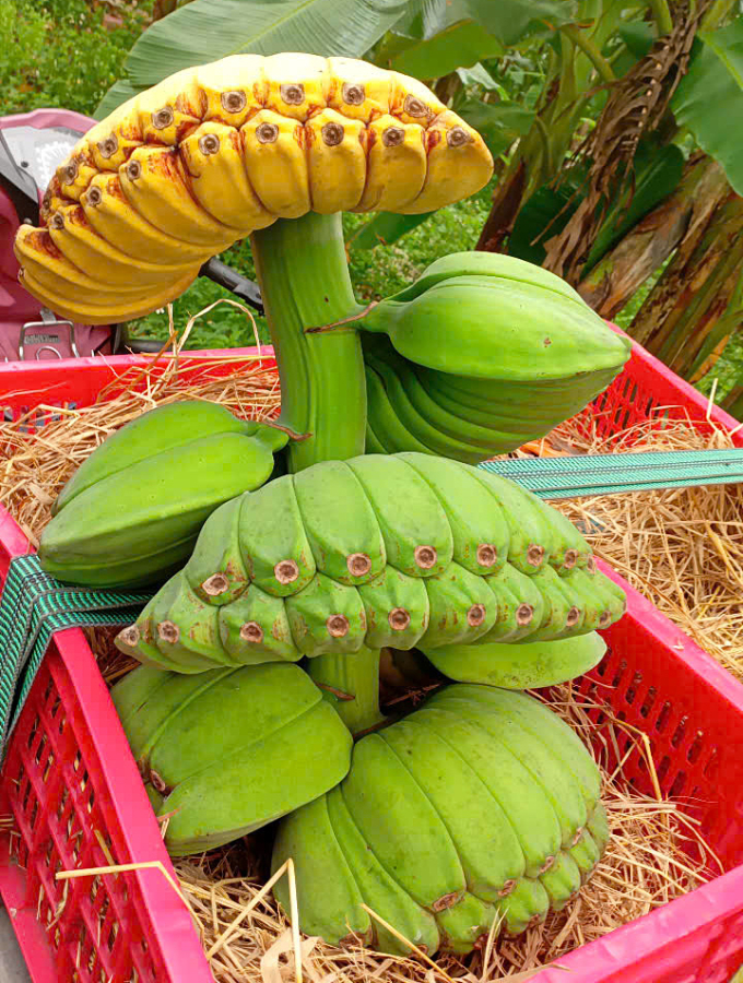 Chuối bàn tay Phật khi chín dẻo, ngọt, mùi thơm đặc trưng và có thể dùng như trái cây thông thường. Ảnh: Phước Tuấn