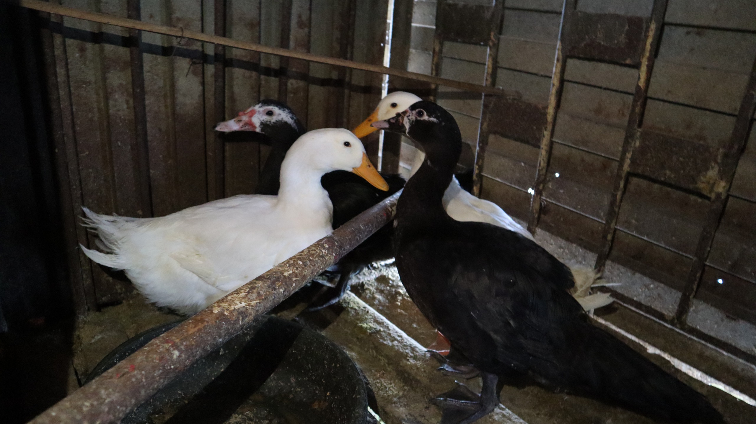 Tết của những 'cột mốc sống' trên biển, mãi vì chủ quyền Tổ quốc thiêng liêng- Ảnh 9.