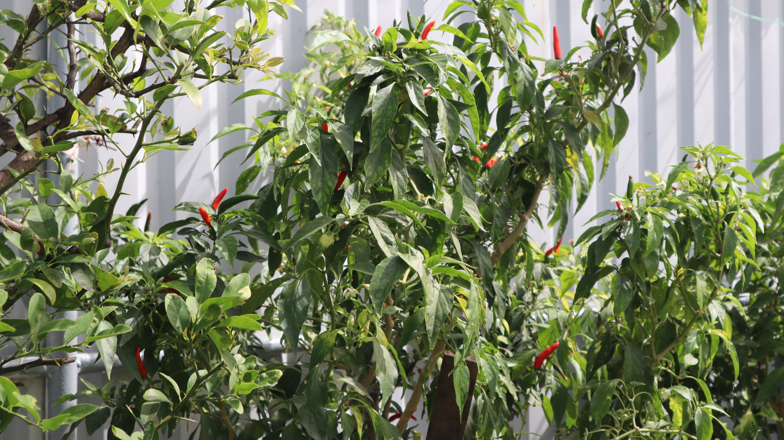 Tết của những 'cột mốc sống' trên biển, mãi vì chủ quyền Tổ quốc thiêng liêng- Ảnh 15.