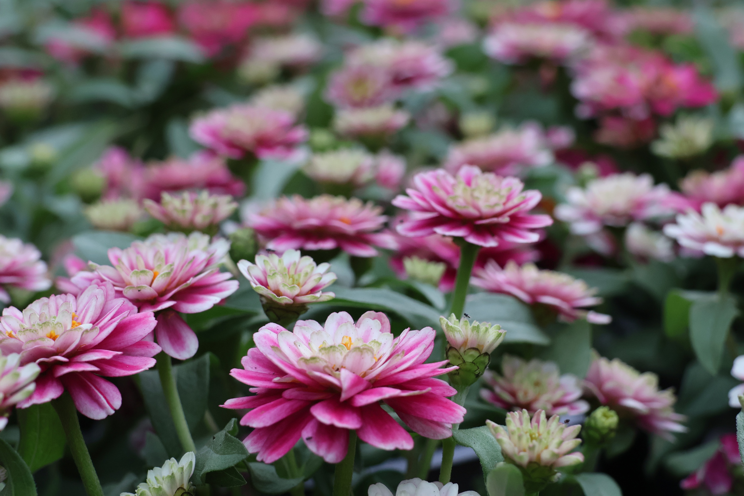 Đi xem Đường hoa Nguyễn Huệ gửi xe ở đâu? 3 TPHCM: Đi xem Đường hoa Nguyễn Huệ gửi xe ở đâu? - Ảnh 3.