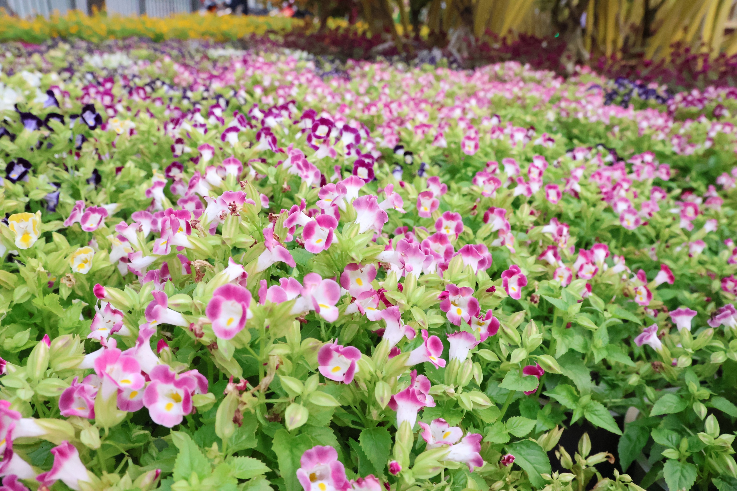 Đi xem Đường hoa Nguyễn Huệ gửi xe ở đâu? 4 TPHCM: Đi xem Đường hoa Nguyễn Huệ gửi xe ở đâu? - Ảnh 4.