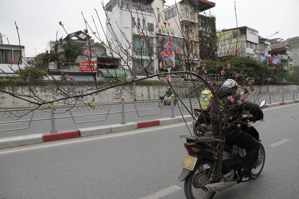 Không chỉ đơn giản là chở đào hay quất, đây còn là những chuyến xe chở Tết về gần hơn với mỗi gia đình. Ảnh: MINH TRÚC