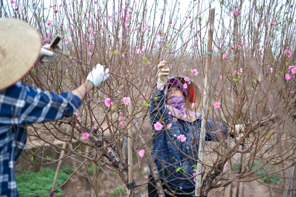 Chị Trịnh Dinh, chủ một vườn đào Nhật Tân cho biết: "Với hoa đào, chúng tôi tuốt sớm bán dần từ đầu tháng 12 âm lịch. Chúng tôi tập trung từ đào nhỏ, đào huyền, đào tròn để phù hợp với ý thích của mỗi người. Hy vọng ai ai đến vườn chúng tôi cũng có thể chọn được một cành đào ưng ý mang về". Ảnh: HẢI ANH
