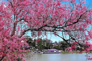 Tối nay khai mạc Lễ hội Hoa Mai Anh Đào – Đà Lạt Xuân 2026