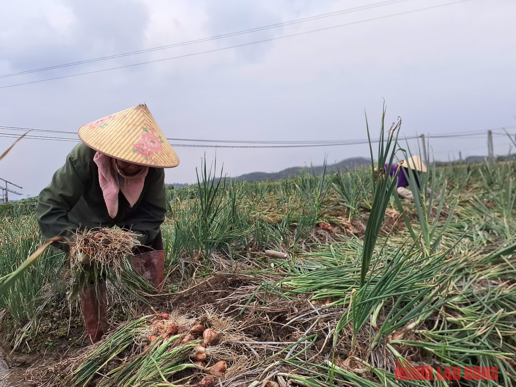 Hành rẻ như cho , nông dân Hải Phòng khóc ròng vì giá hành thấp - Ảnh 3.
