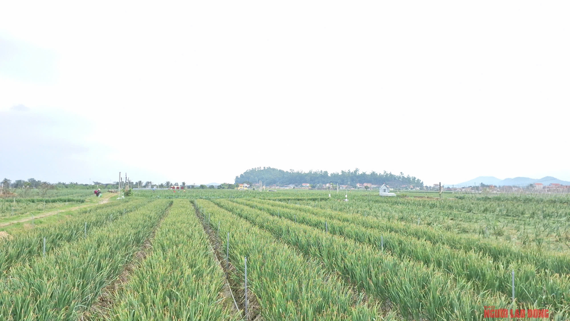 Hành rẻ như cho , nông dân Hải Phòng khóc ròng vì giá hành thấp - Ảnh 2.