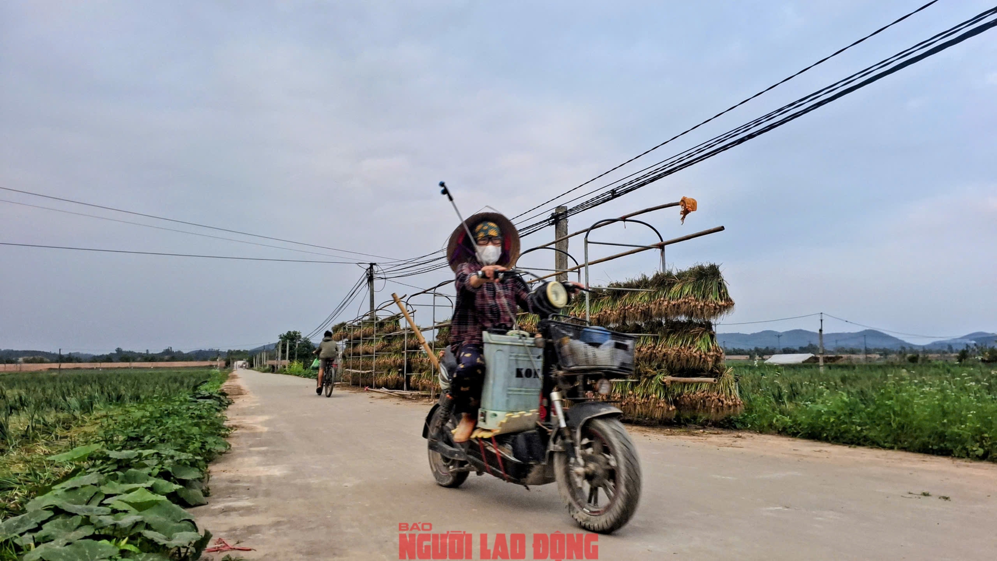 Hành rẻ như cho , nông dân Hải Phòng khóc ròng vì giá hành thấp - Ảnh 5.