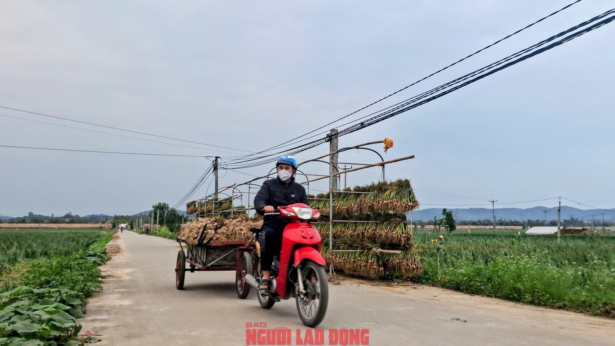 Hành rẻ như cho , nông dân Hải Phòng khóc ròng vì giá hành thấp - Ảnh 10.