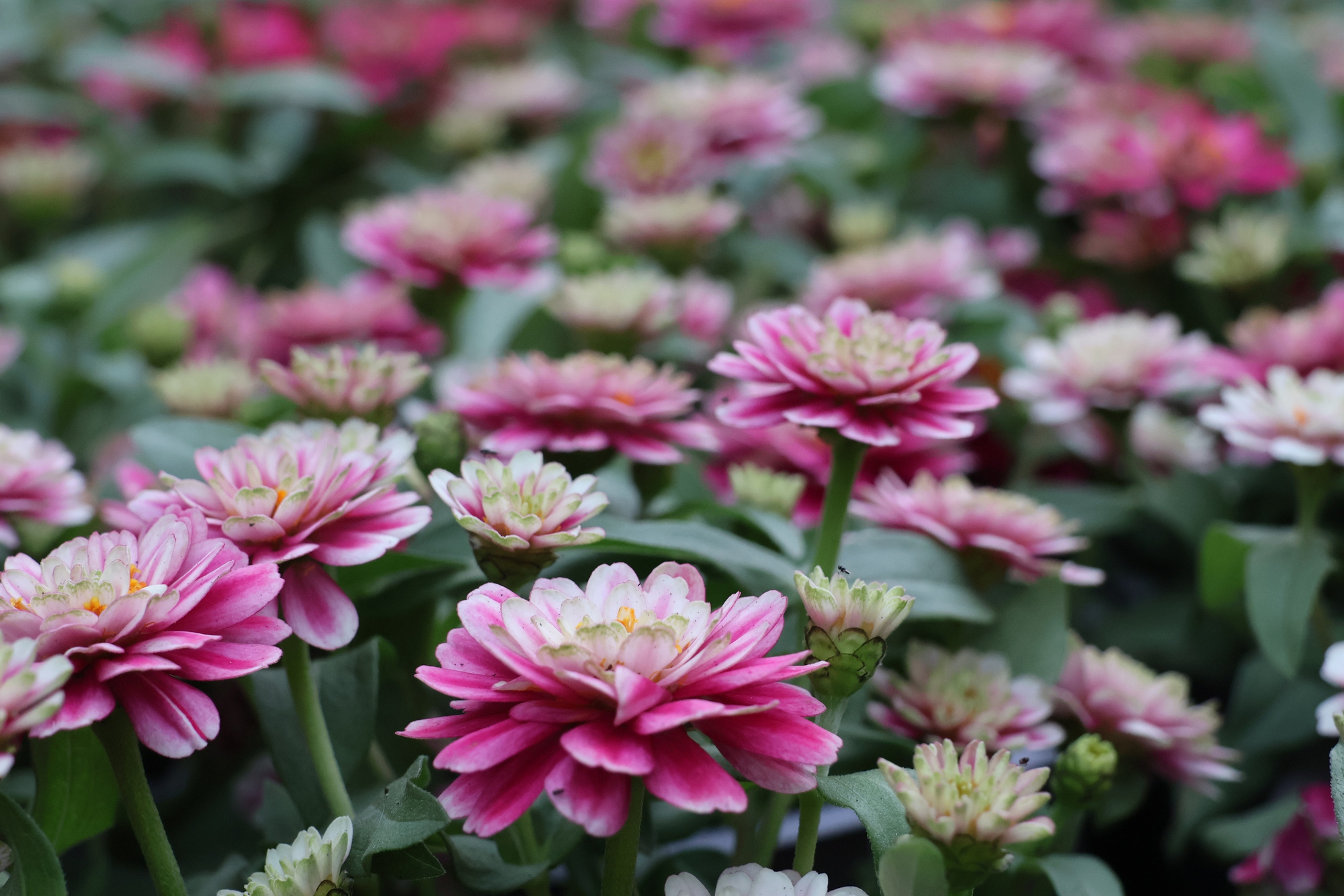 TPHCM: Đi xem Đường hoa Nguyễn Huệ gửi xe ở đâu?- Ảnh 3.