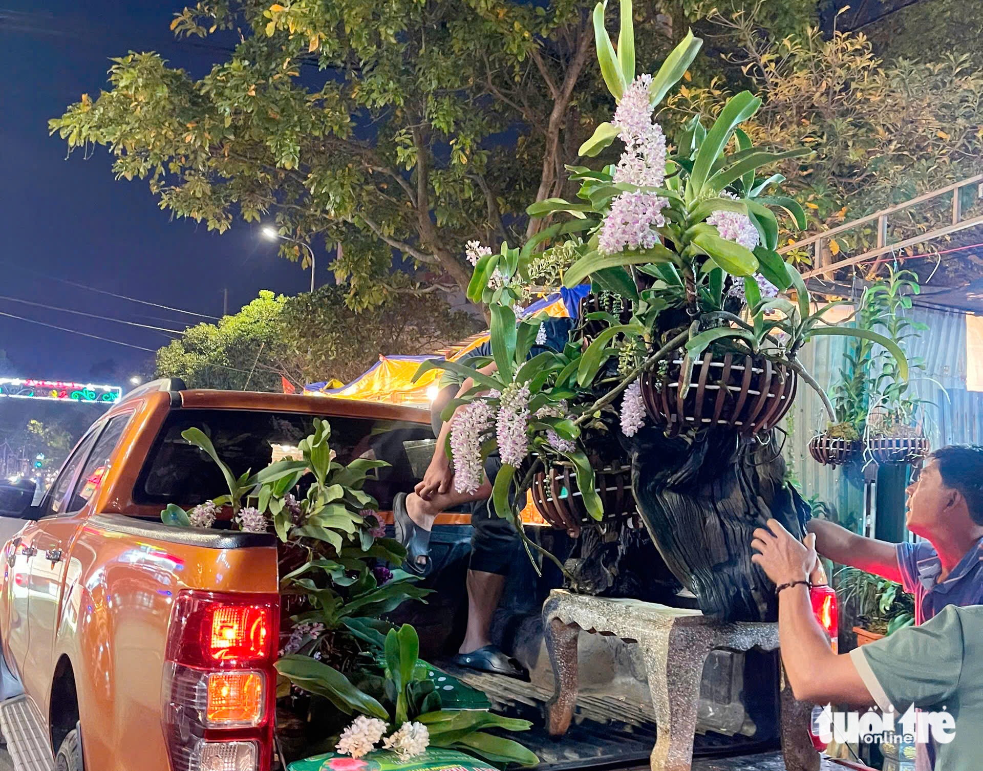 Mai vàng vượt lũ, lan rừng hút khách ở chợ hoa Buôn Ma Thuột - Ảnh 4.