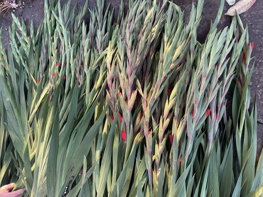 Hoa ly kép sốt giá cận Tết, chạm mốc 1,5 triệu đồng/bó - 2