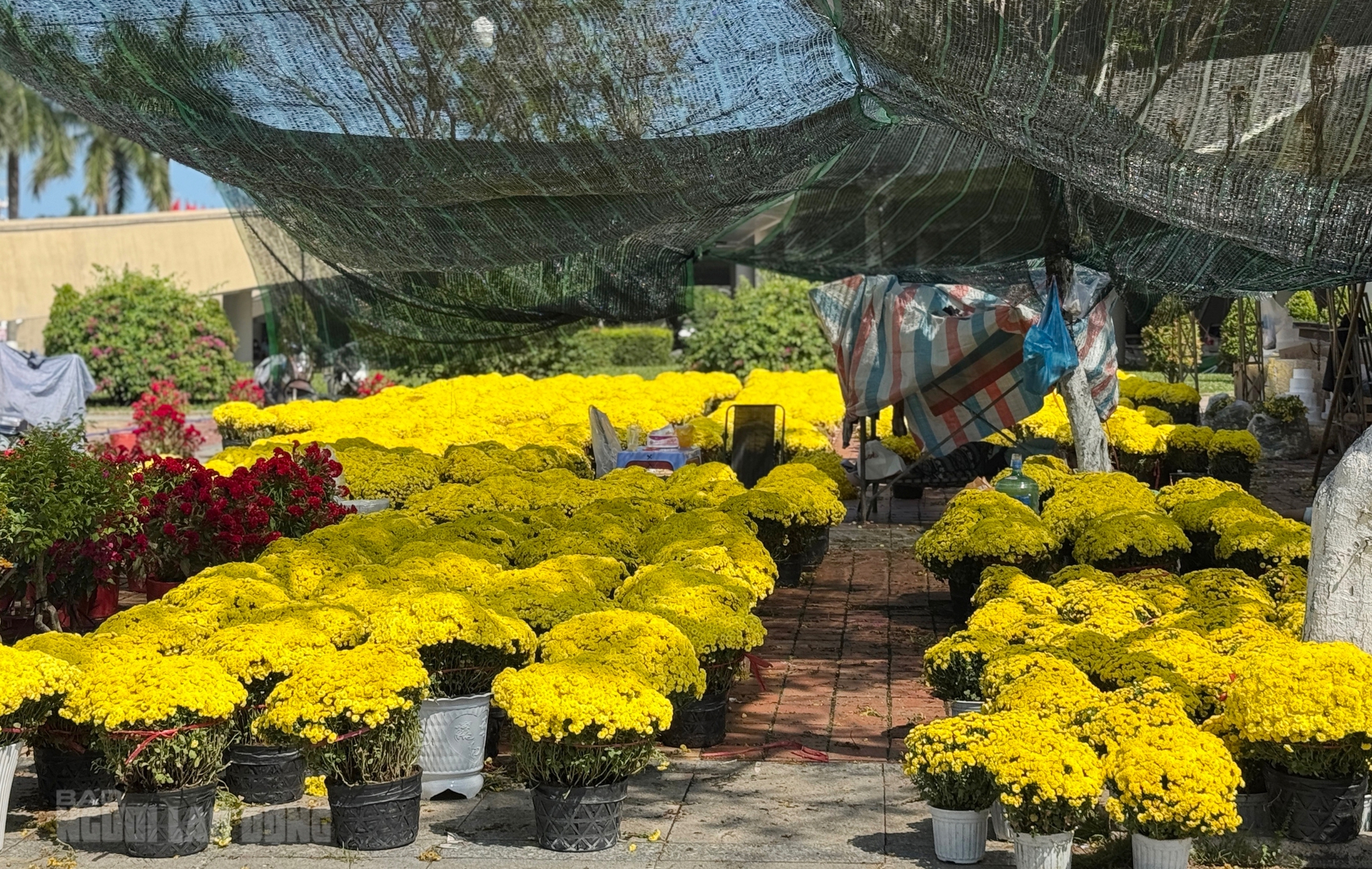 Chợ hoa Đà Nẵng ế ẩm ngày 28 Tết, tiểu thương “đứng ngồi không yên” - Ảnh 6.