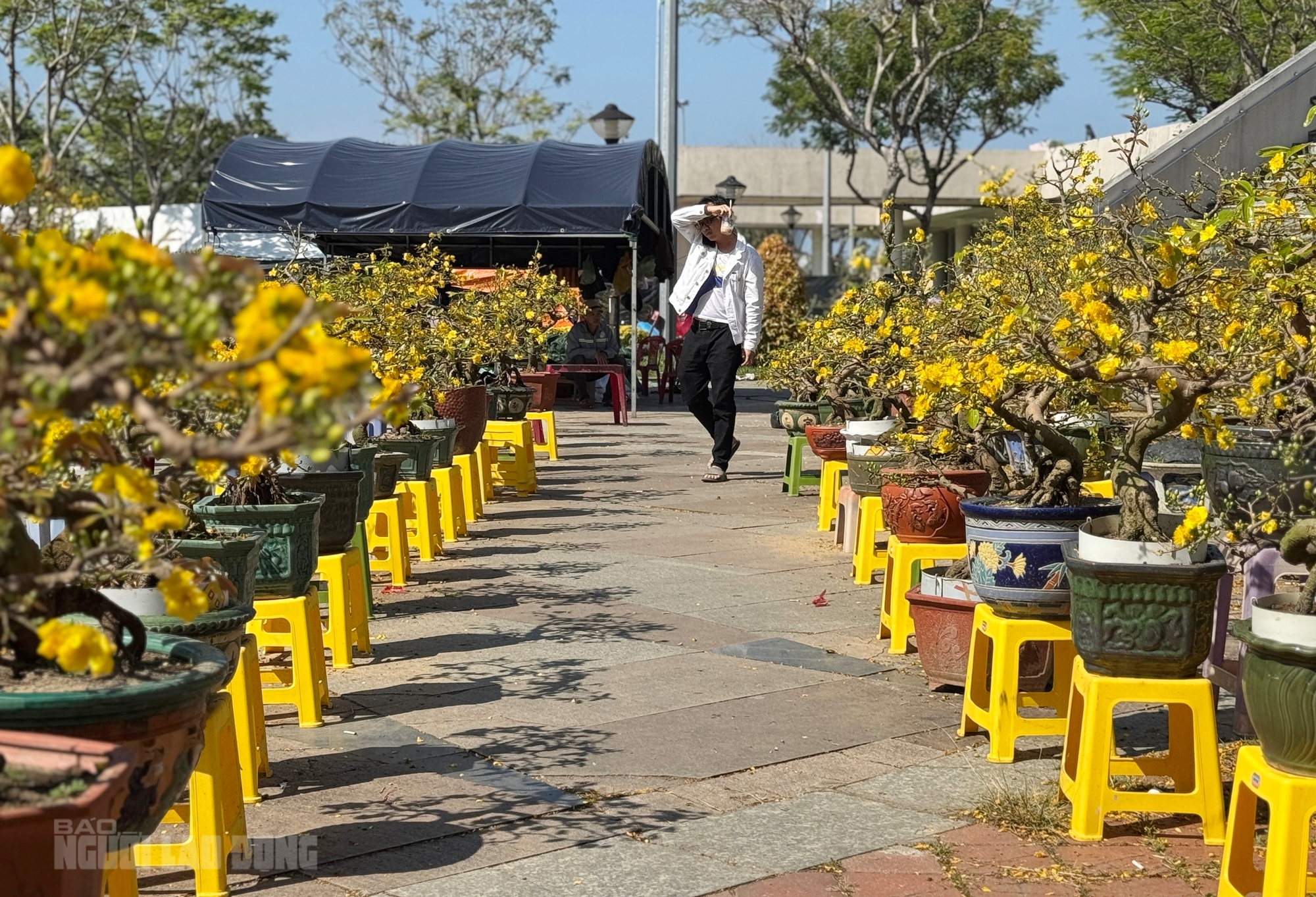 Chợ hoa Đà Nẵng ế ẩm ngày 28 Tết, tiểu thương “đứng ngồi không yên” - Ảnh 8.