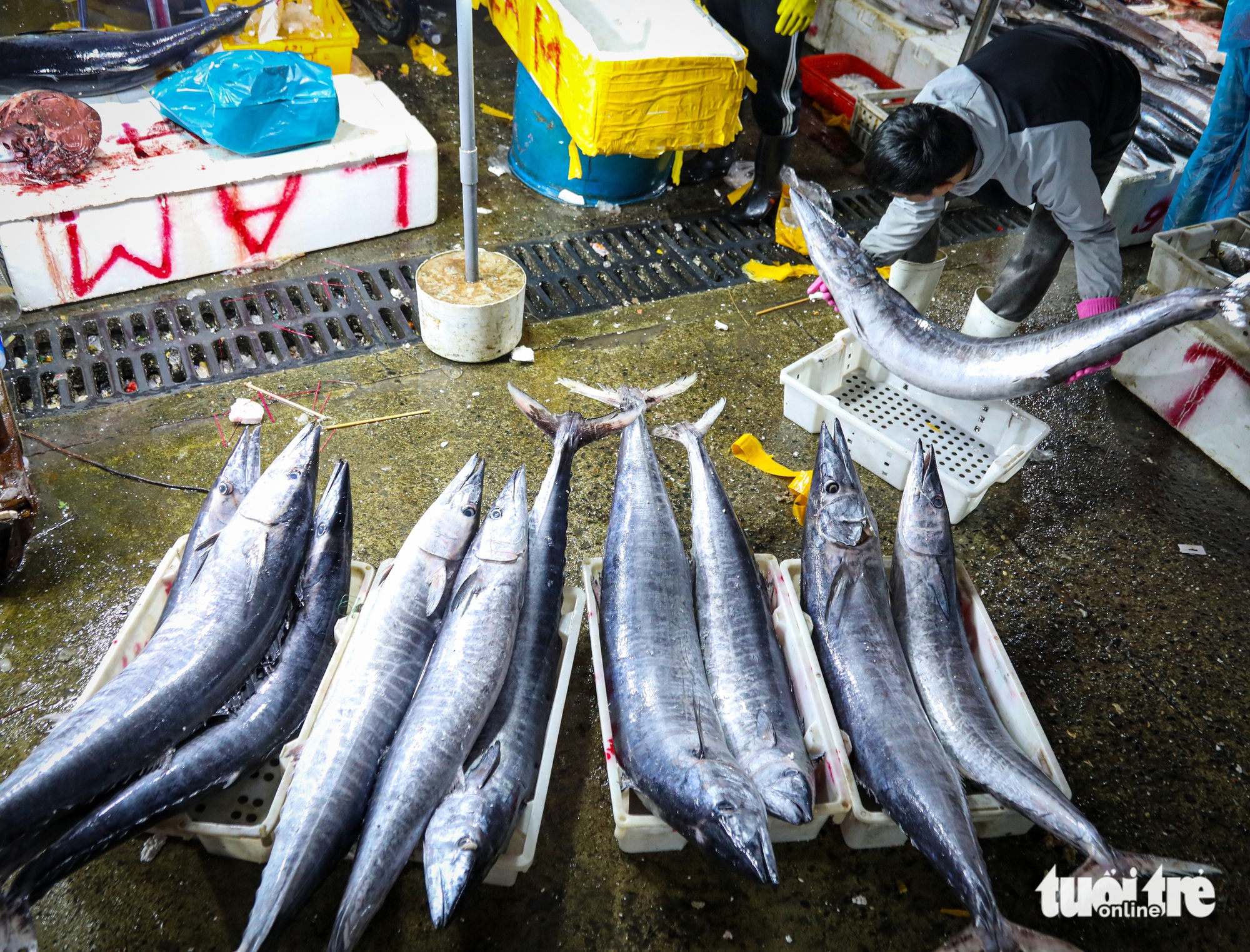 cá thu - Ảnh 2.