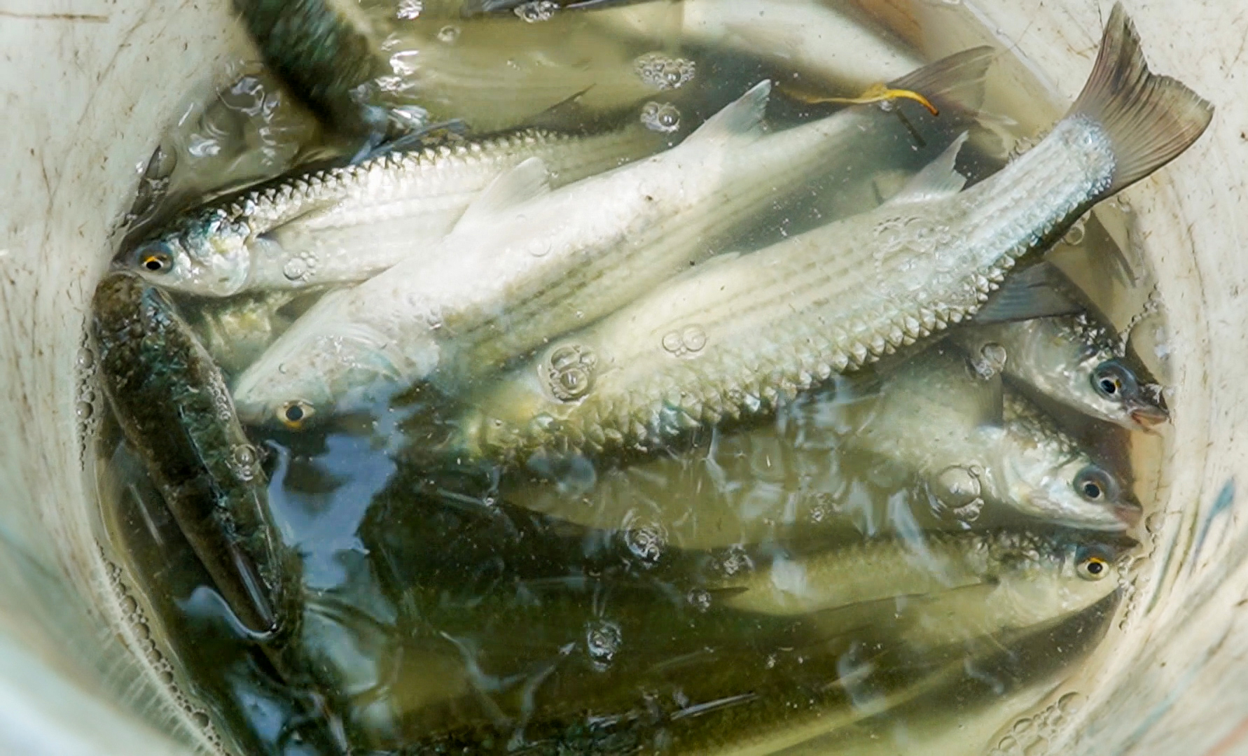 Bí quyết câu cá không cần lưỡi ở Cà Mau 6 câu cá - Ảnh 6.