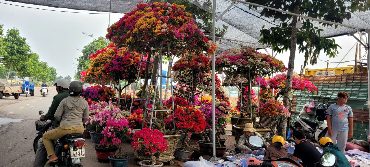 Tình hình kinh tế hoa kiểng tại Đồng Tháp và Cần Thơ năm 2026 - Ảnh 3.