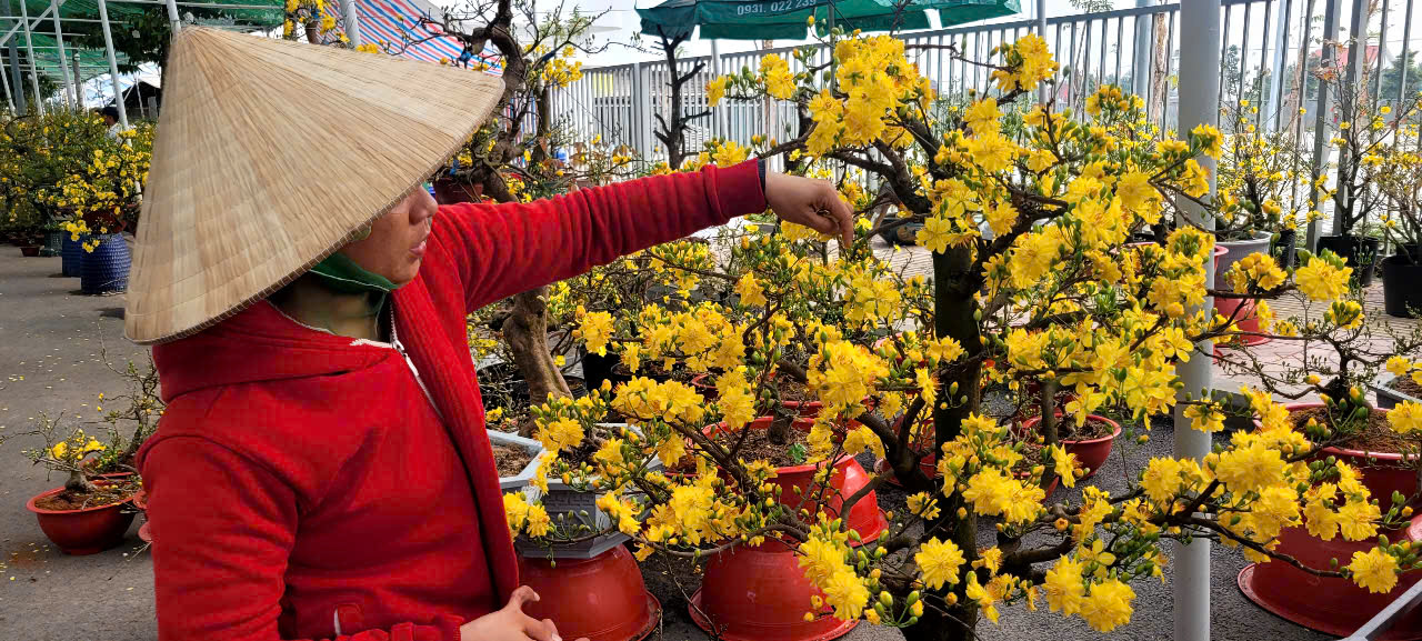Tình hình kinh tế hoa kiểng tại Đồng Tháp và Cần Thơ năm 2026 - Ảnh 4.