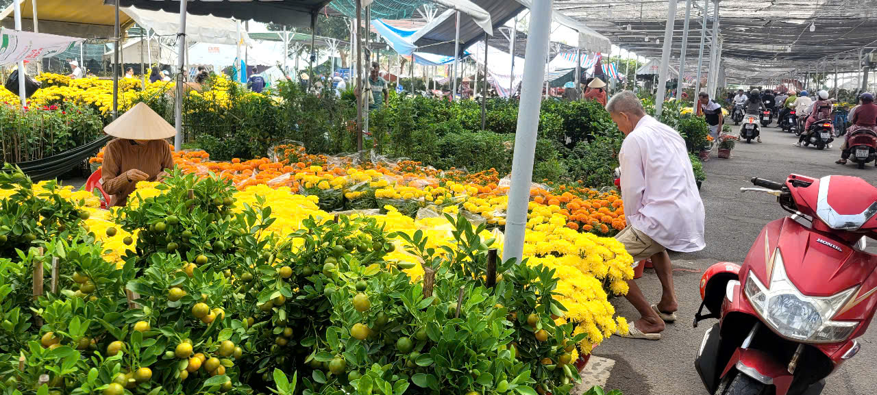 Tình hình kinh tế hoa kiểng tại Đồng Tháp và Cần Thơ năm 2026 - Ảnh 11.