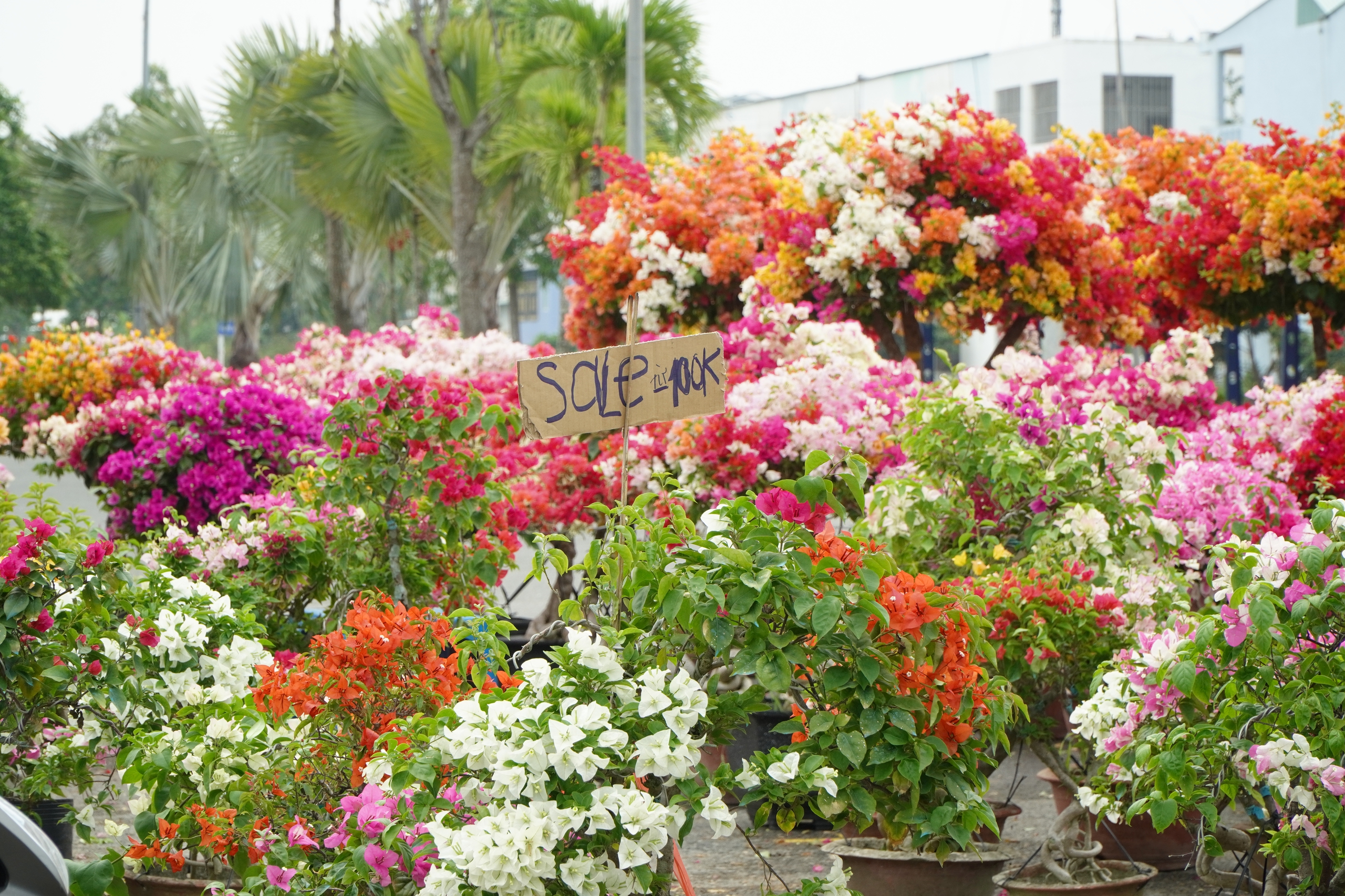 Người bán hoa ở Cần Thơ: “Treo biển giảm giá đau lòng lắm”- Ảnh 4. Người bán hoa ở Cần Thơ: “Treo biển giảm giá đau lòng lắm”- Ảnh 4.