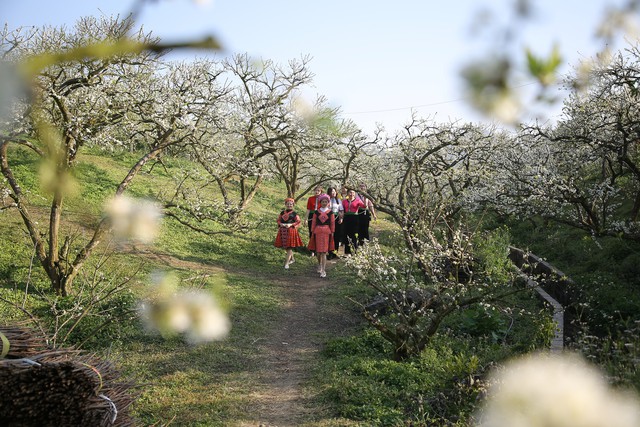 Đi trong rừng mận, du khách cảm giác như lạc vào chốn thần tiên. Ảnh: H.T.