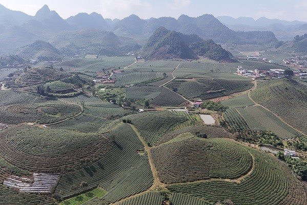 Không chỉ có sắc hoa, những đồi chè vươn búp non xanh biếc dưới nắng sớm, góp phần làm nên bản hòa ca rộn ràng của đất trời ngày xuân. Ảnh: H.T.