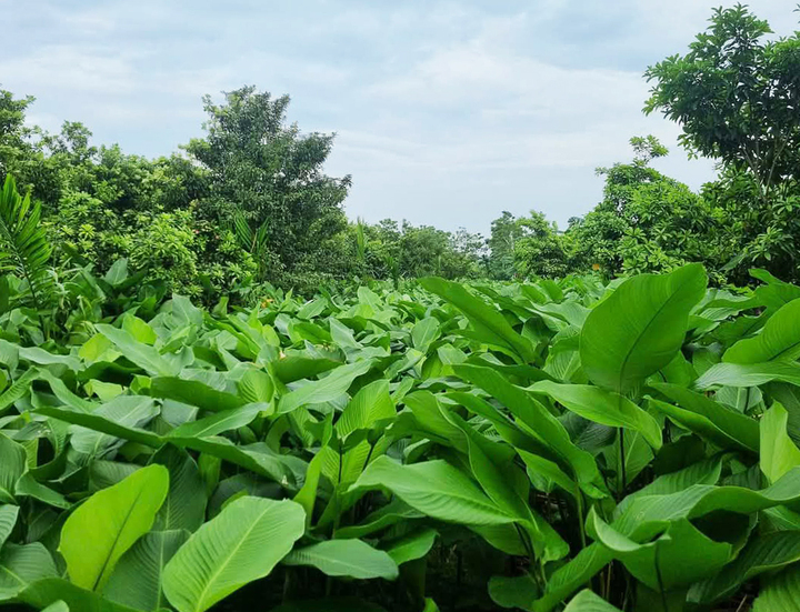 Người trồng lá dong ở Hưng Yên hối hả vào vụ Tết, đóng hàng xuất đi trời Tây- Ảnh 3.