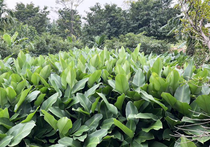 Người trồng lá dong ở Hưng Yên hối hả vào vụ Tết, đóng hàng xuất đi trời Tây- Ảnh 2.