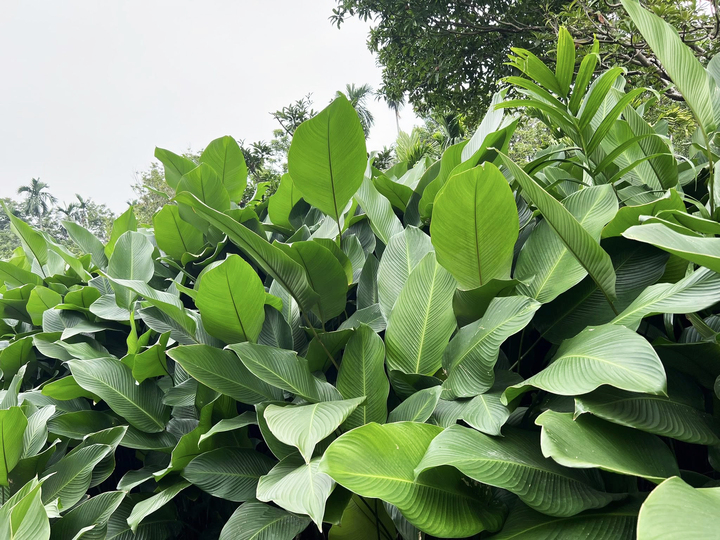 Người trồng lá dong ở Hưng Yên hối hả vào vụ Tết, đóng hàng xuất đi trời Tây- Ảnh 4.