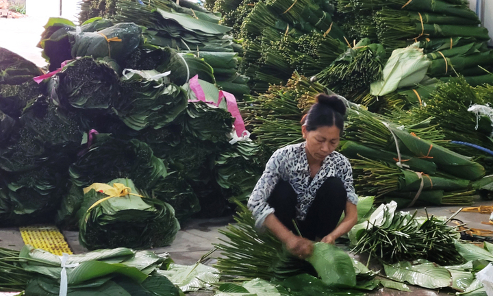 Người trồng lá dong ở Hưng Yên hối hả vào vụ Tết, đóng hàng xuất đi trời Tây- Ảnh 5.