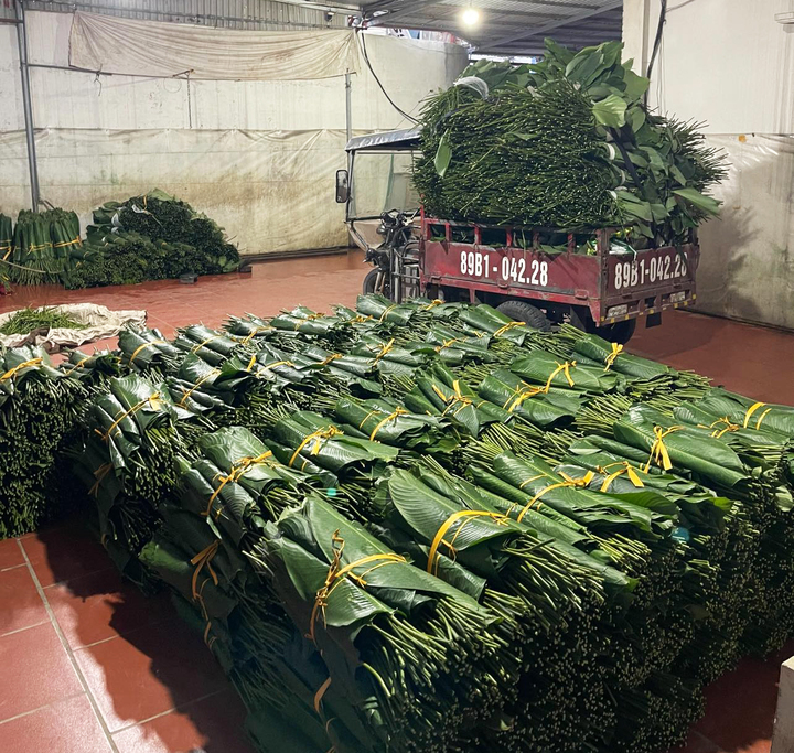 Người trồng lá dong ở Hưng Yên hối hả vào vụ Tết, đóng hàng xuất đi trời Tây- Ảnh 6.