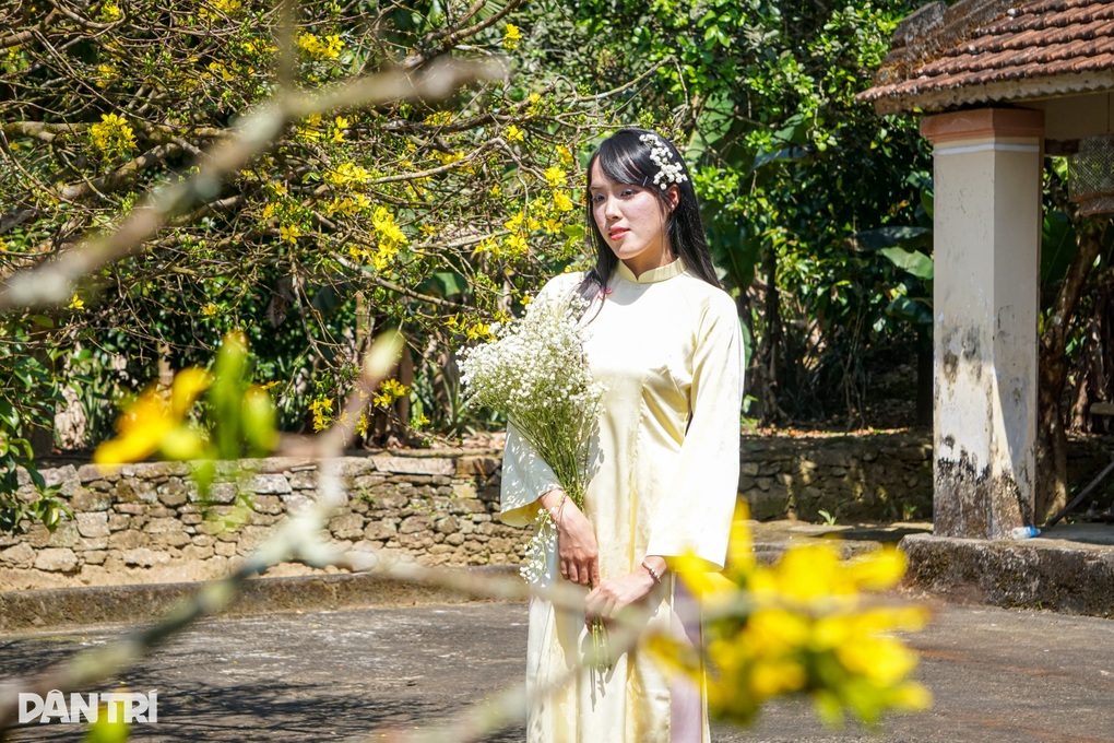 Mai cổ 85 tuổi được ra giá 800 triệu đồng, gia chủ quyết giữ làm cảnh - 3