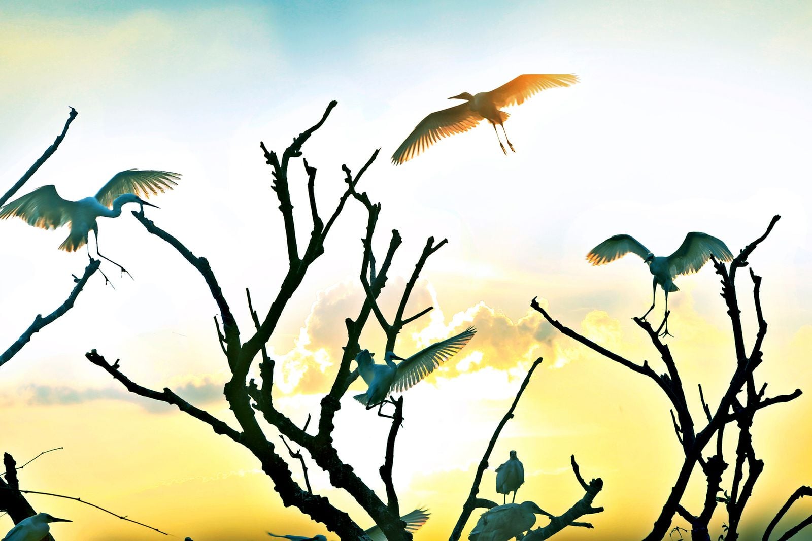 Kỳ bí đảo Cò Hải Dương – 