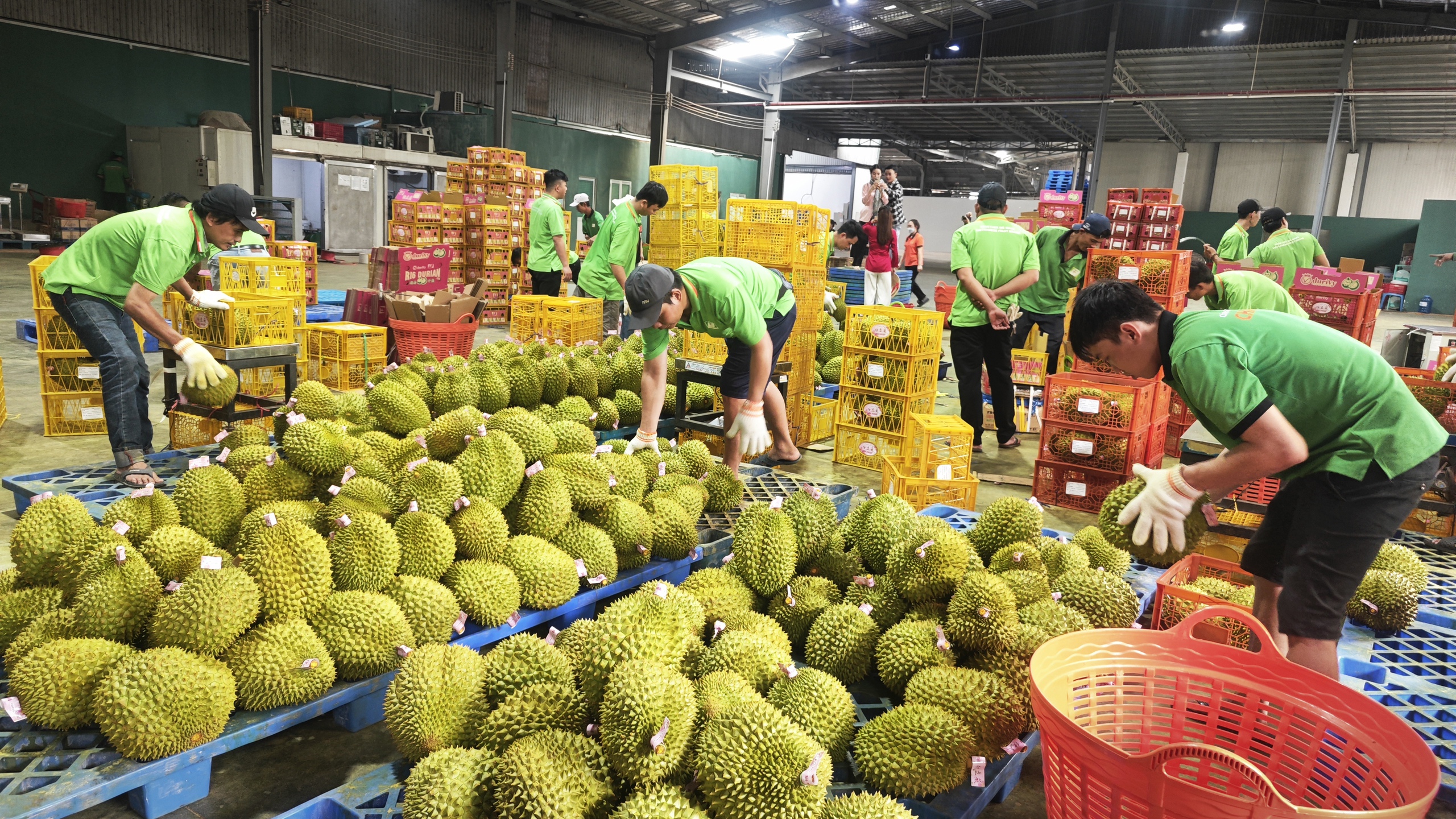 Cú lội ngược dòng của sầu riêng Việt - Ảnh 4.