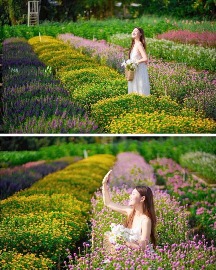 Vườn hoa Mãn Đình Hồng - địa điểm du Xuân team miền Tây không thể bỏ lỡ! 4 Trải nghiệm dải hoa gradient hot nhất Đồng Tháp mùa này. (Ảnh: Huỳnh Nguyễn)