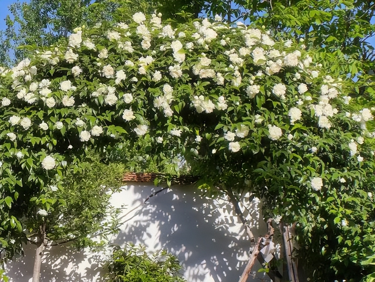 Không mua nhà thành phố, cặp vợ chồng 33 tuổi biến sân quê thành 