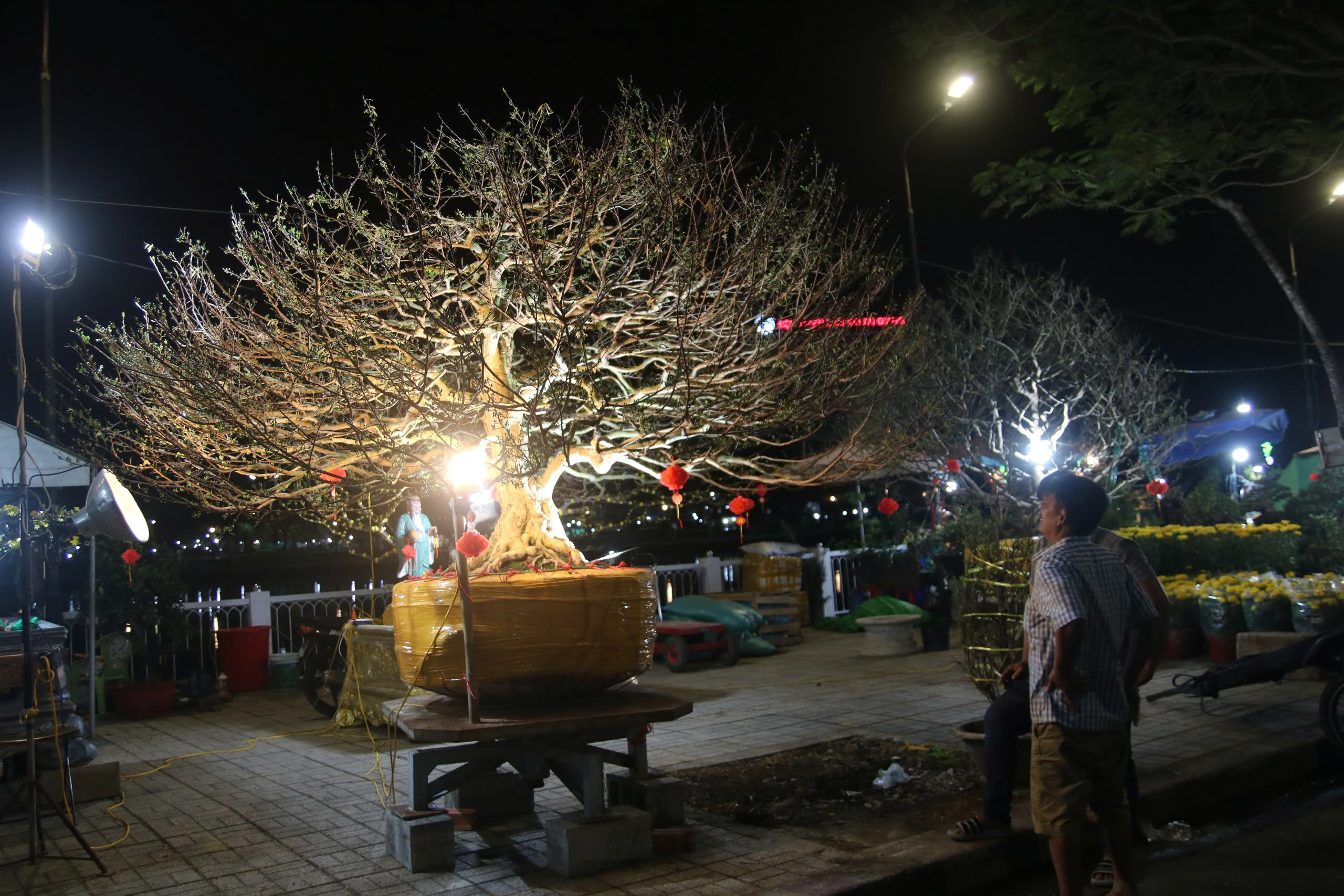 Đại gia săn mai 'khủng', nhà vườn tranh thủ livestream 2 Chợ hoa tết Long Xuyên thức trắng: Đại gia săn mai 'khủng', nhà vườn tranh thủ livetream - Ảnh 2.