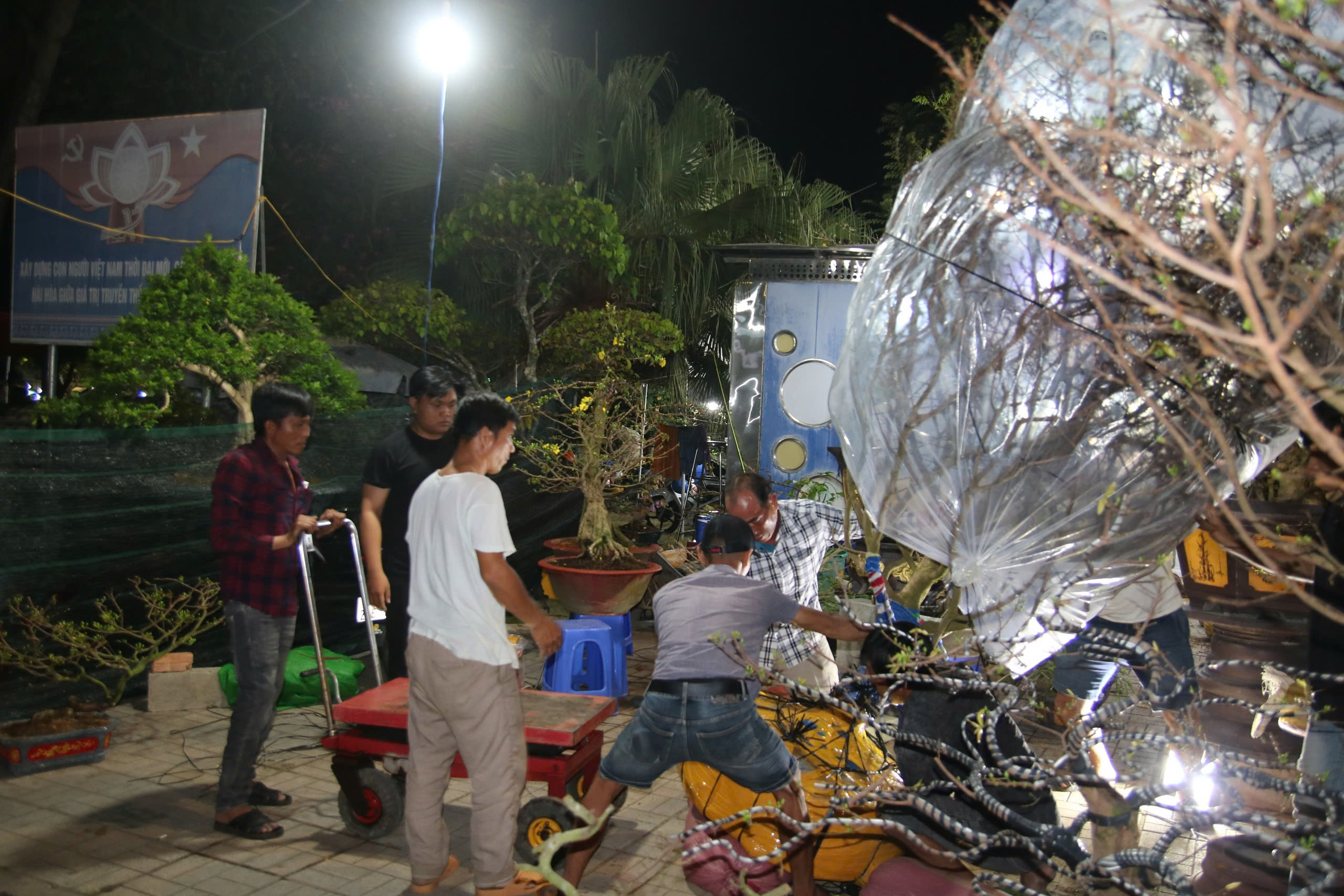 Đại gia săn mai 'khủng', nhà vườn tranh thủ livestream 3 Chợ hoa tết Long Xuyên thức trắng: Đại gia săn mai 'khủng', nhà vườn tranh thủ livetream - Ảnh 3.