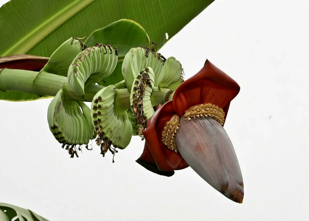 Giống chuối bàn tay phật tại vườn ông Mai đồng tháp,vườn trái cây độc lạ,vú sữa nam hương,ăn được cả vỏ,vùng biên,hút khách