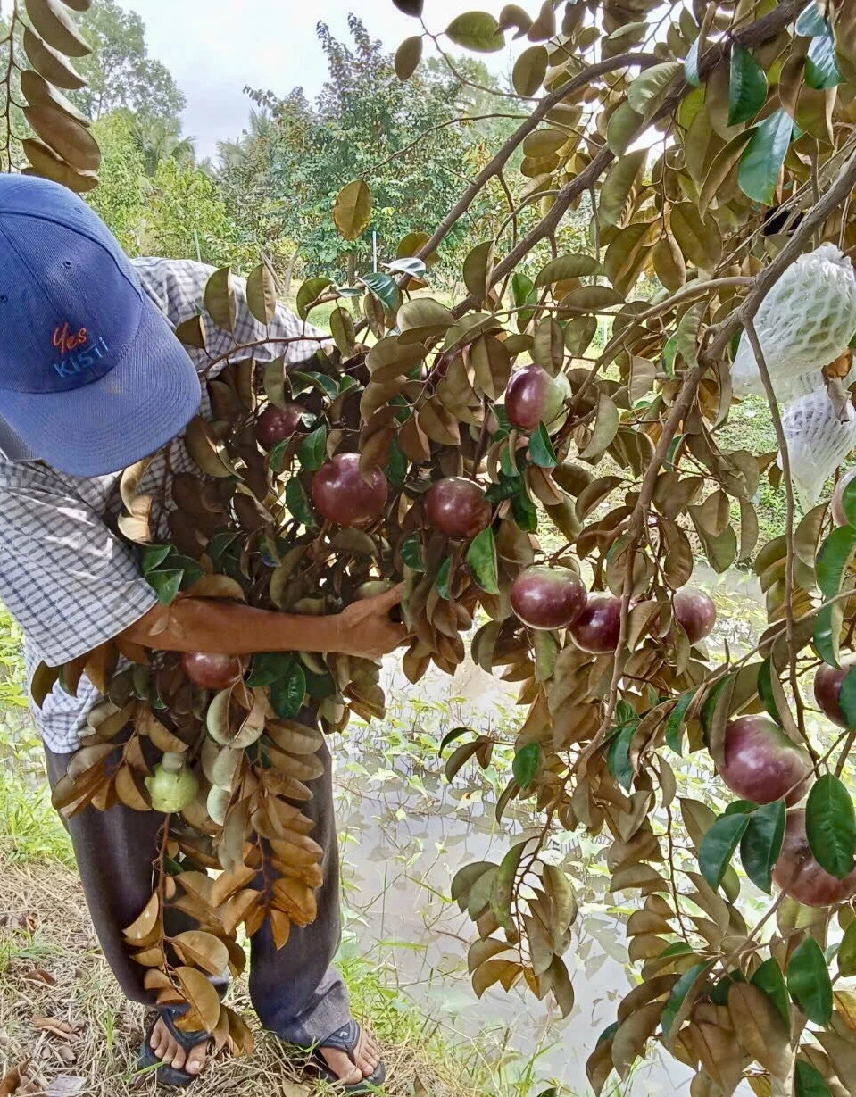 Vú sữa Nam Hương, loại vú sữa có thể ăn được vỏ là điểm nhấn đặc sắc của khu vườn giống vú sữa có thể ăn được cả vỏ