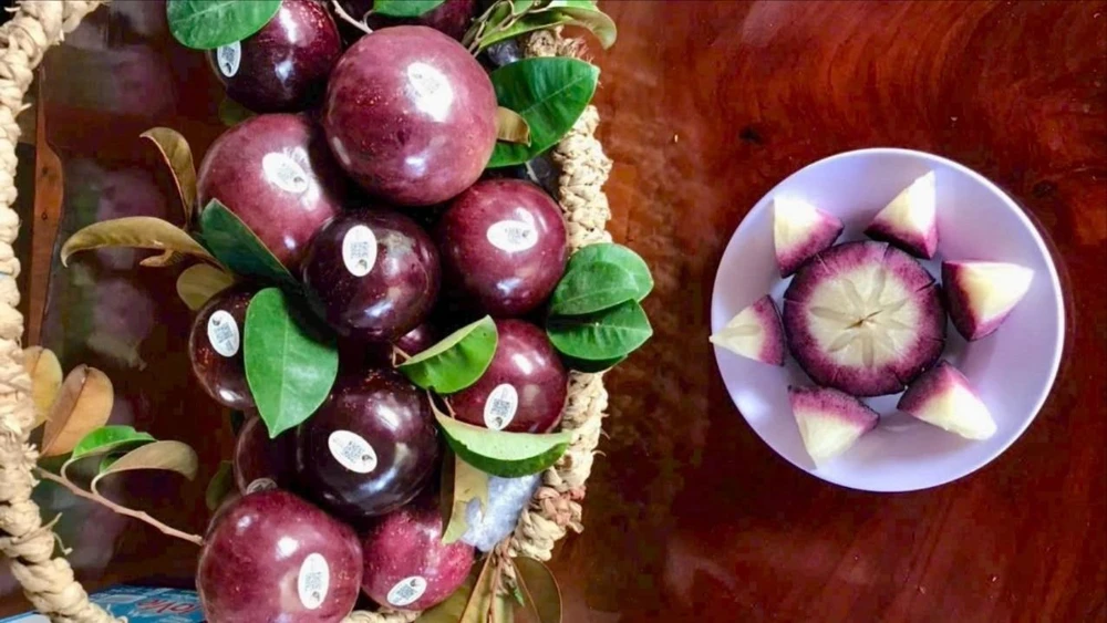 Theo ông Mai, thành phần dinh dưỡng có trong trái vú sữa Nam Hương có canxi,magie, sắt gấp 2-3 lần loại thường giống vú sữa có thể ăn được cả vỏ.