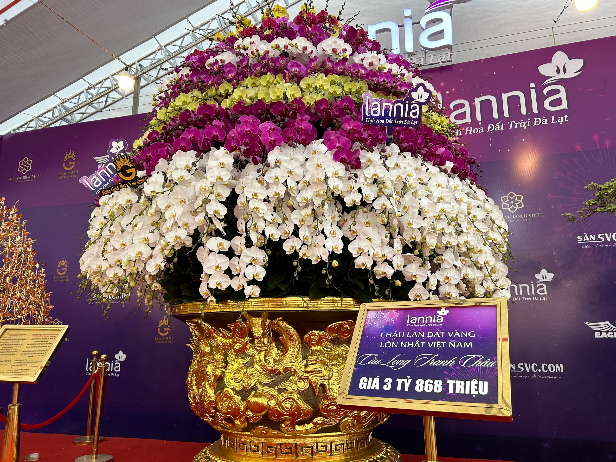 Lan hồ điệp mini hút khách dịp Tết Bính Ngọ 2026 , chậu tiền tỉ vắng bóng - Ảnh 2. Lan hồ điệp mini hút khách dịp Tết Bính Ngọ 2026 , chậu tiền tỉ vắng bóng - Ảnh 2.