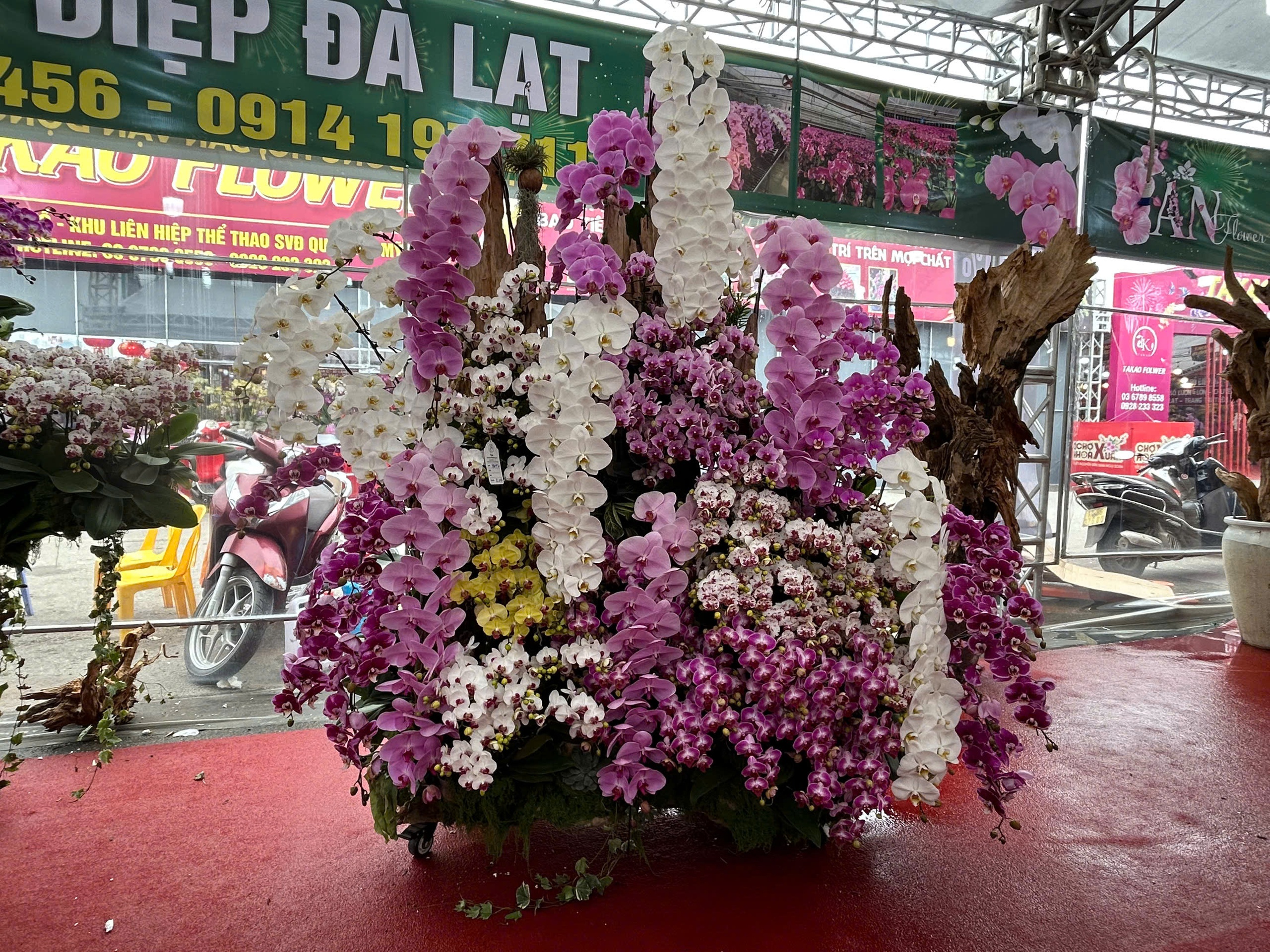 Lan hồ điệp mini hút khách dịp Tết Bính Ngọ 2026 , chậu tiền tỉ vắng bóng - Ảnh 4. Lan hồ điệp mini hút khách dịp Tết Bính Ngọ 2026 , chậu tiền tỉ vắng bóng - Ảnh 4.