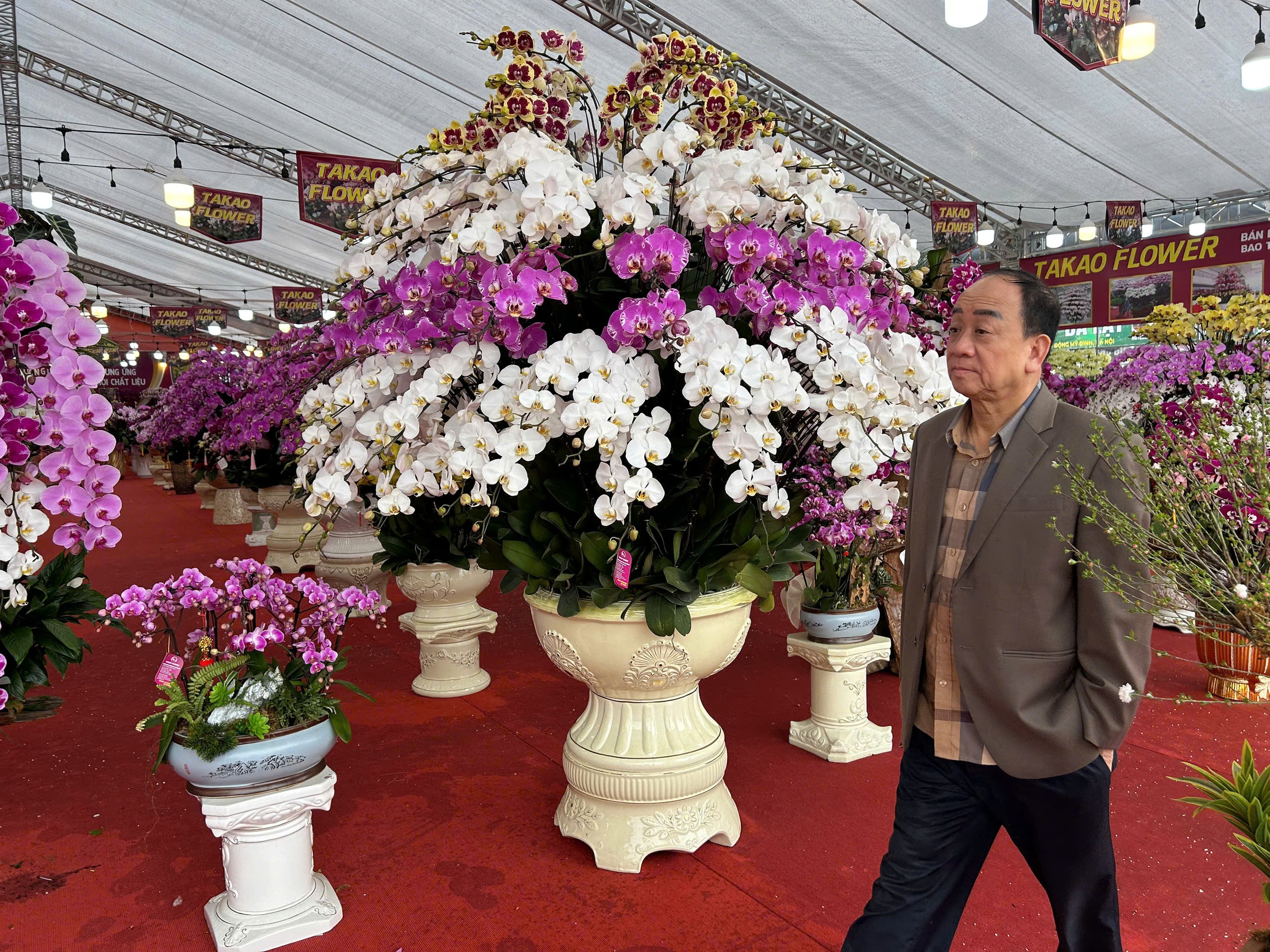 Lan hồ điệp mini hút khách dịp Tết Bính Ngọ 2026 , chậu tiền tỉ vắng bóng - Ảnh 5. Lan hồ điệp mini hút khách dịp Tết Bính Ngọ 2026 , chậu tiền tỉ vắng bóng - Ảnh 5.