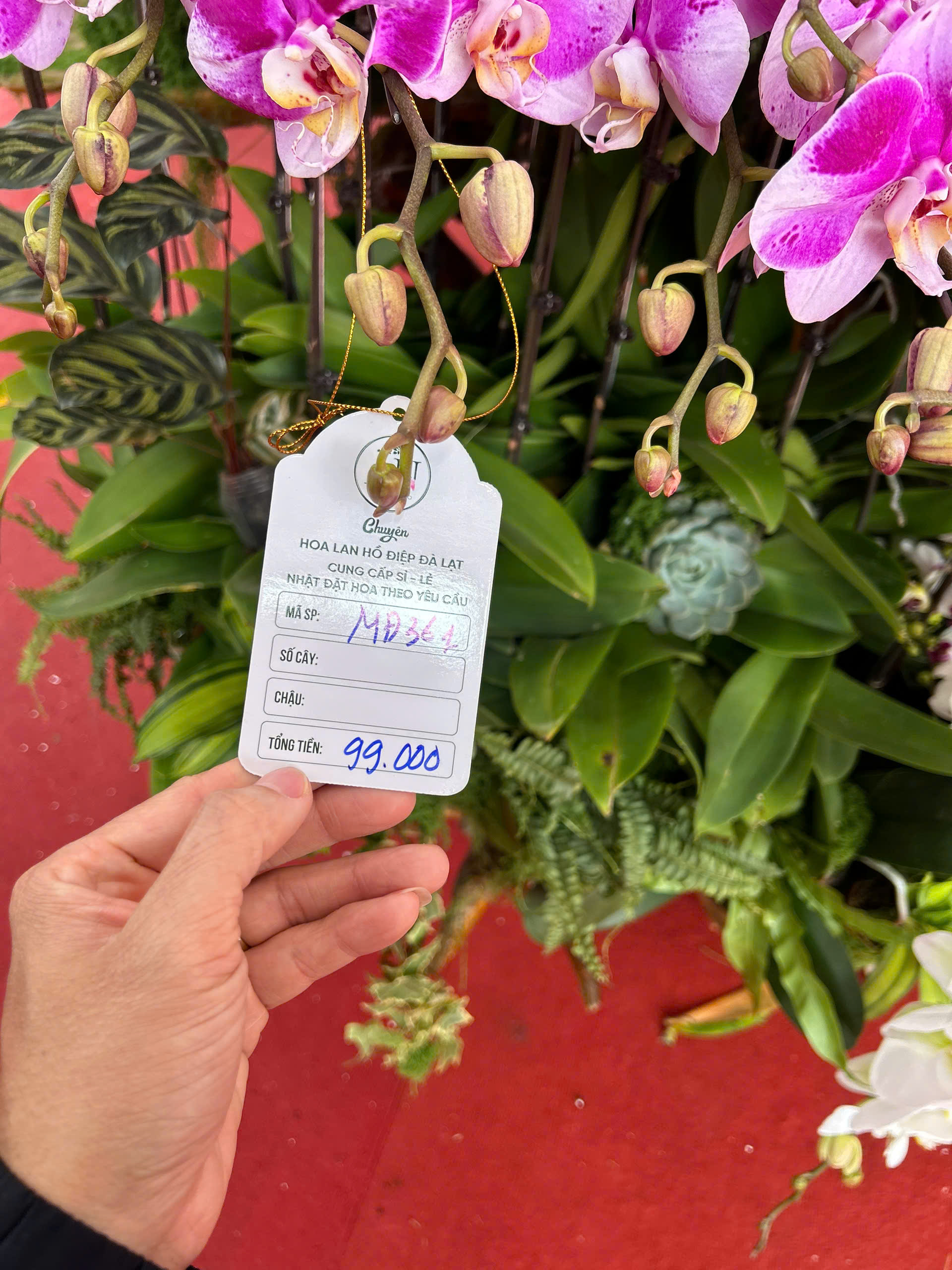 Lan hồ điệp mini hút khách dịp Tết Bính Ngọ 2026 , chậu tiền tỉ vắng bóng - Ảnh 6. Lan hồ điệp mini hút khách dịp Tết Bính Ngọ 2026 , chậu tiền tỉ vắng bóng - Ảnh 6.