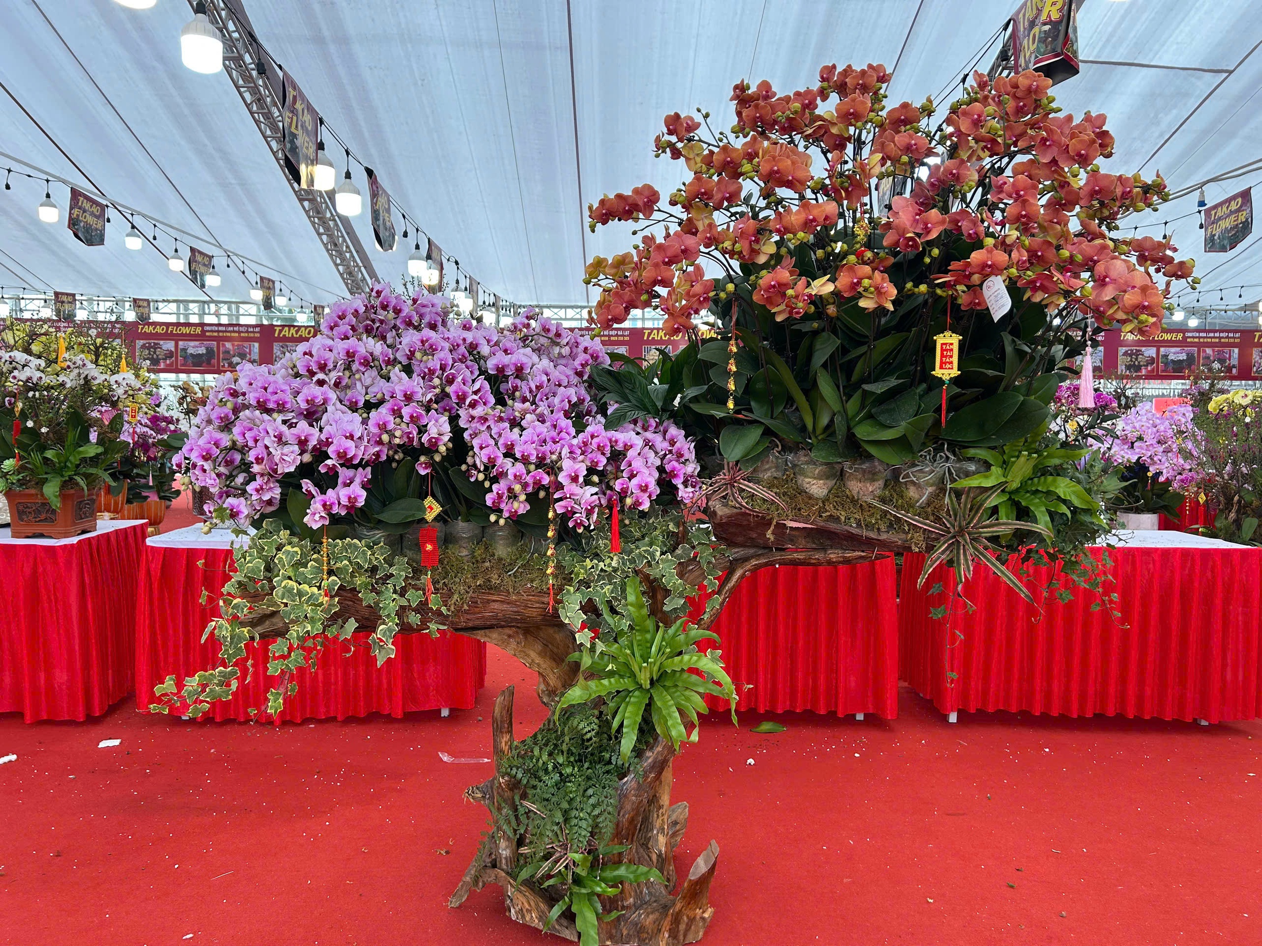 Lan hồ điệp mini hút khách dịp Tết Bính Ngọ 2026 , chậu tiền tỉ vắng bóng - Ảnh 9. Lan hồ điệp mini hút khách dịp Tết Bính Ngọ 2026 , chậu tiền tỉ vắng bóng - Ảnh 9.