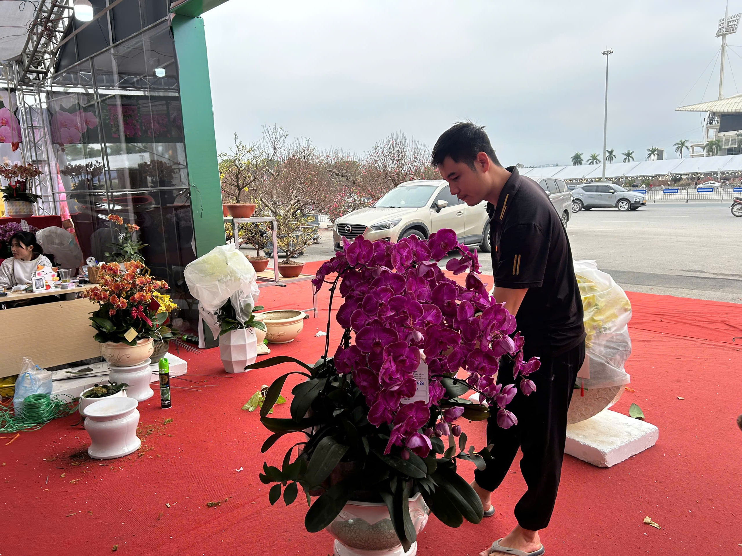 Lan hồ điệp mini hút khách dịp Tết Bính Ngọ 2026 , chậu tiền tỉ vắng bóng - Ảnh 11. Lan hồ điệp mini hút khách dịp Tết Bính Ngọ 2026 , chậu tiền tỉ vắng bóng - Ảnh 11.