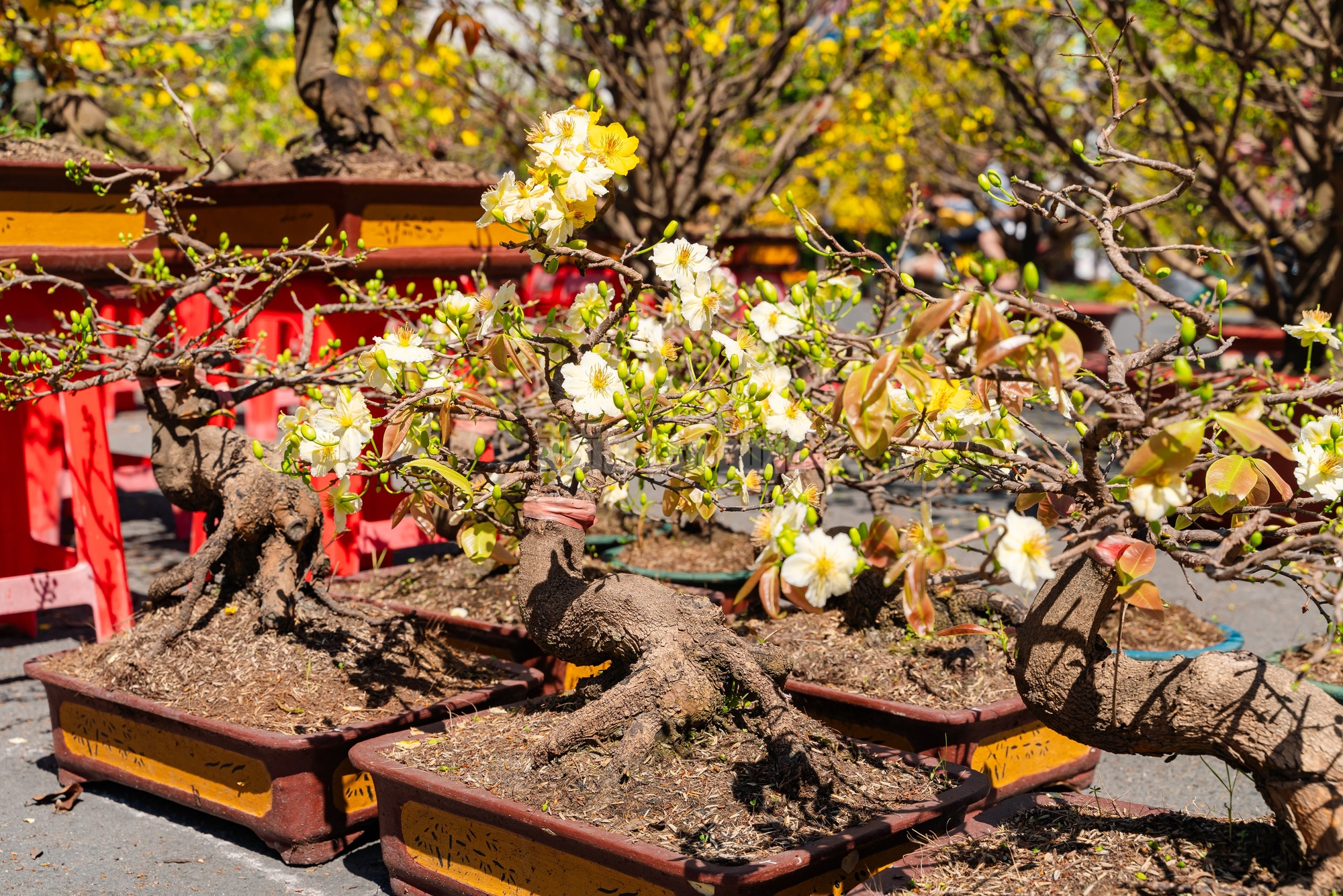 VIDEO: Xả hoa Tết giá 100.000 đồng vắng khách vào trưa 29 Tết tại TPHCM - Ảnh 4.