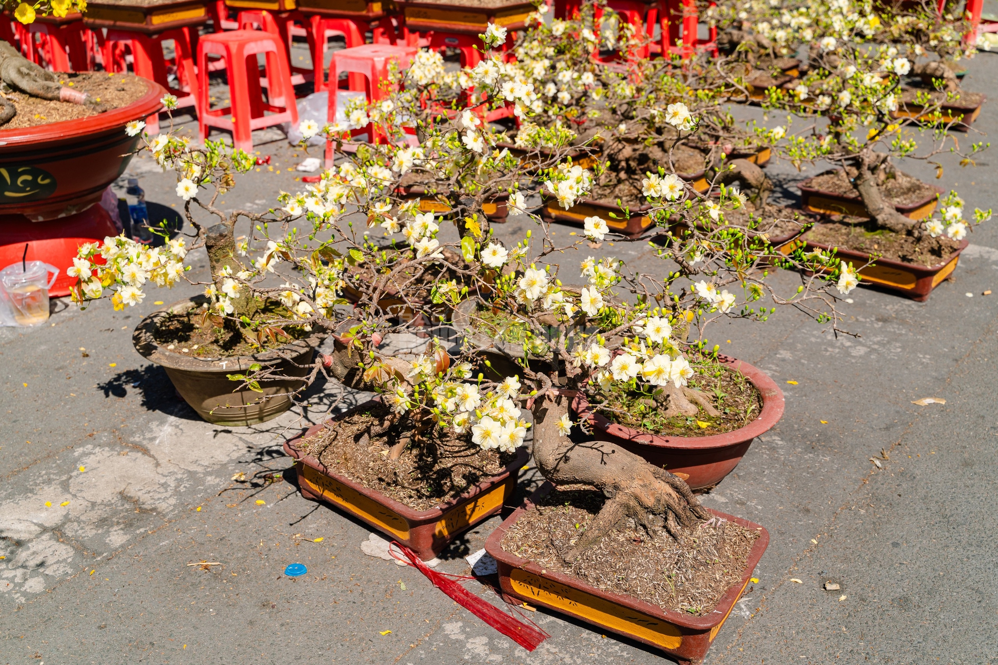 VIDEO: Xả hoa Tết giá 100.000 đồng vắng khách vào trưa 29 Tết tại TPHCM - Ảnh 5.