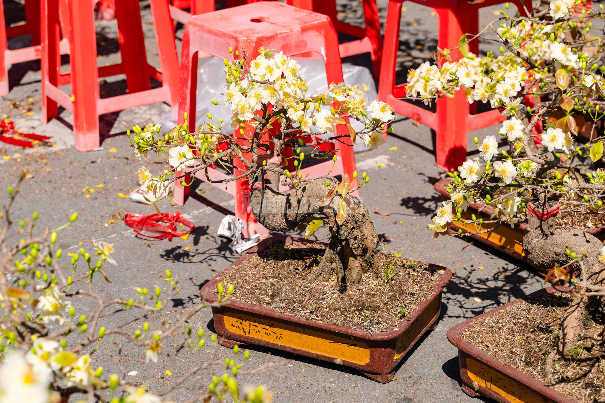 VIDEO: Xả hoa Tết giá 100.000 đồng vắng khách vào trưa 29 Tết tại TPHCM - Ảnh 6.