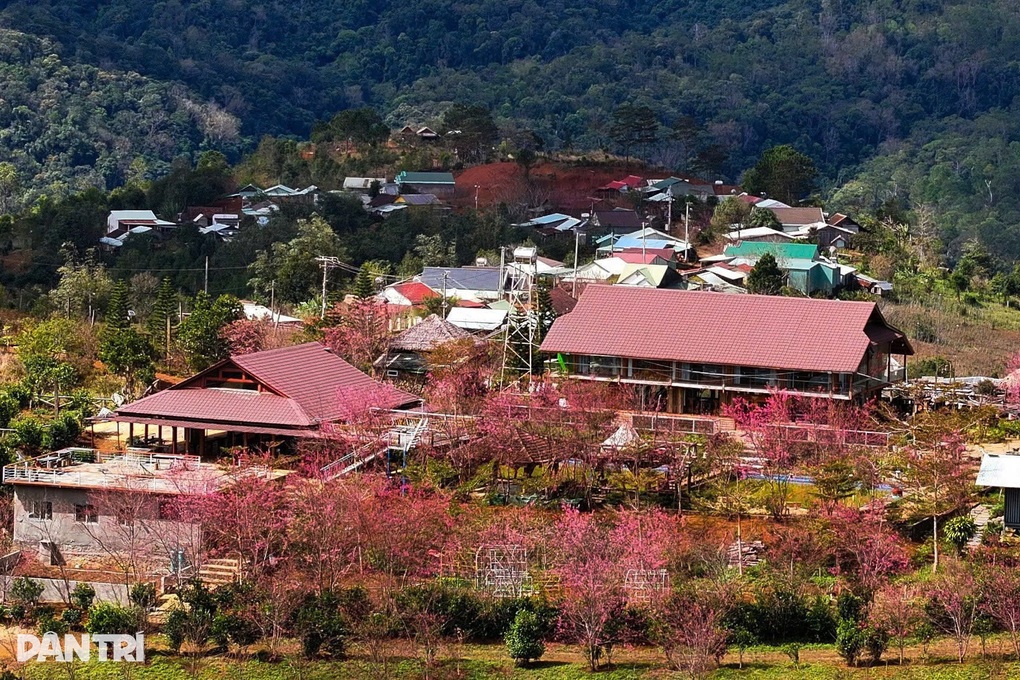 Thổn thức với loài hoa của núi rừng ở cao nguyên Măng Đen - 2